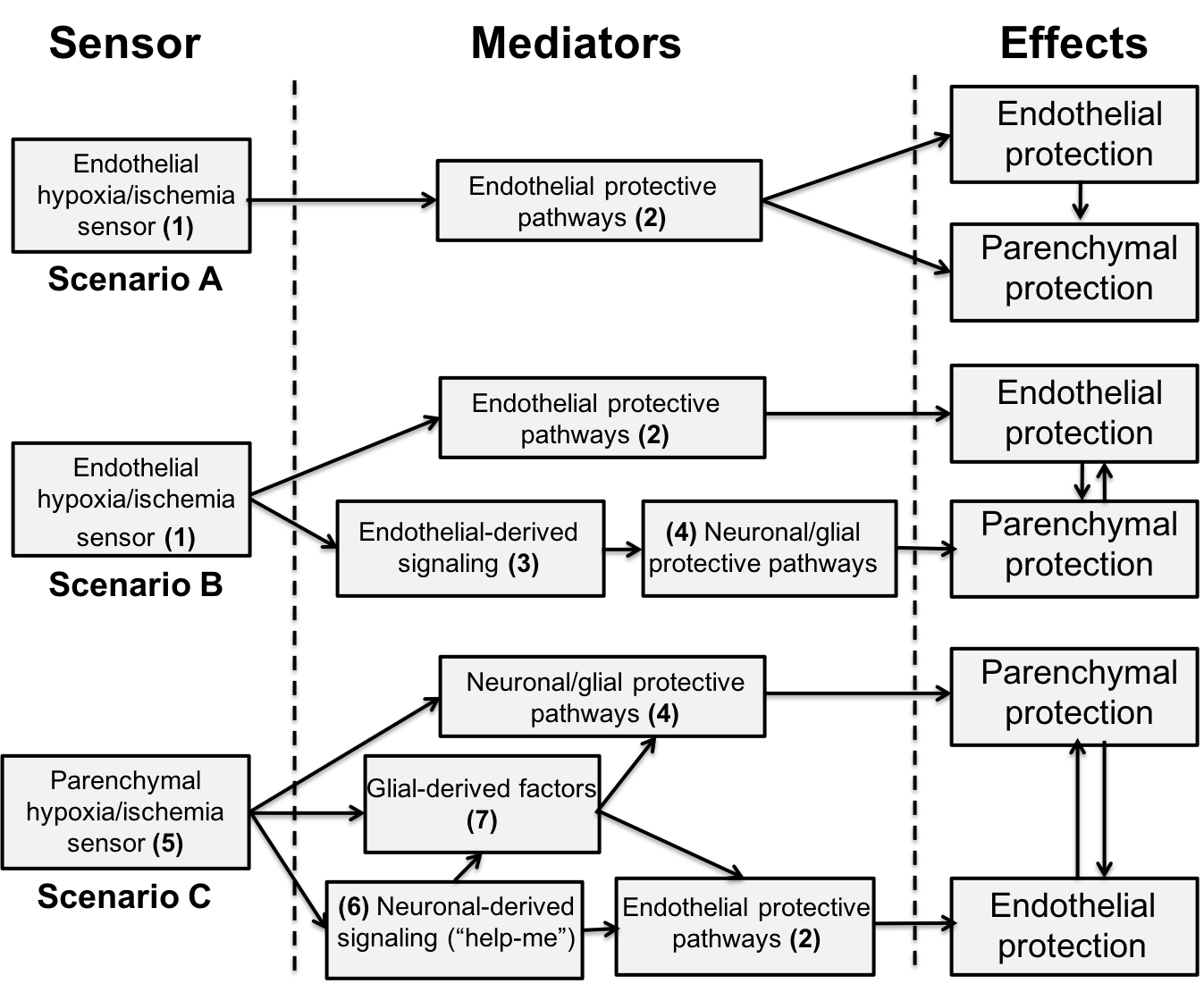 dm Drug-induced regeneration of pancreatic beta cells: An